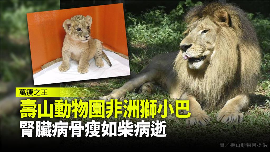 壽山動物園非洲獅小巴，腎臟病骨瘦如柴病逝。圖／壽山動物園提供