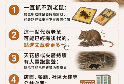家中驚見老鼠怎麼辦？5大徵兆、4步驟防治與專業除鼠時機一次看