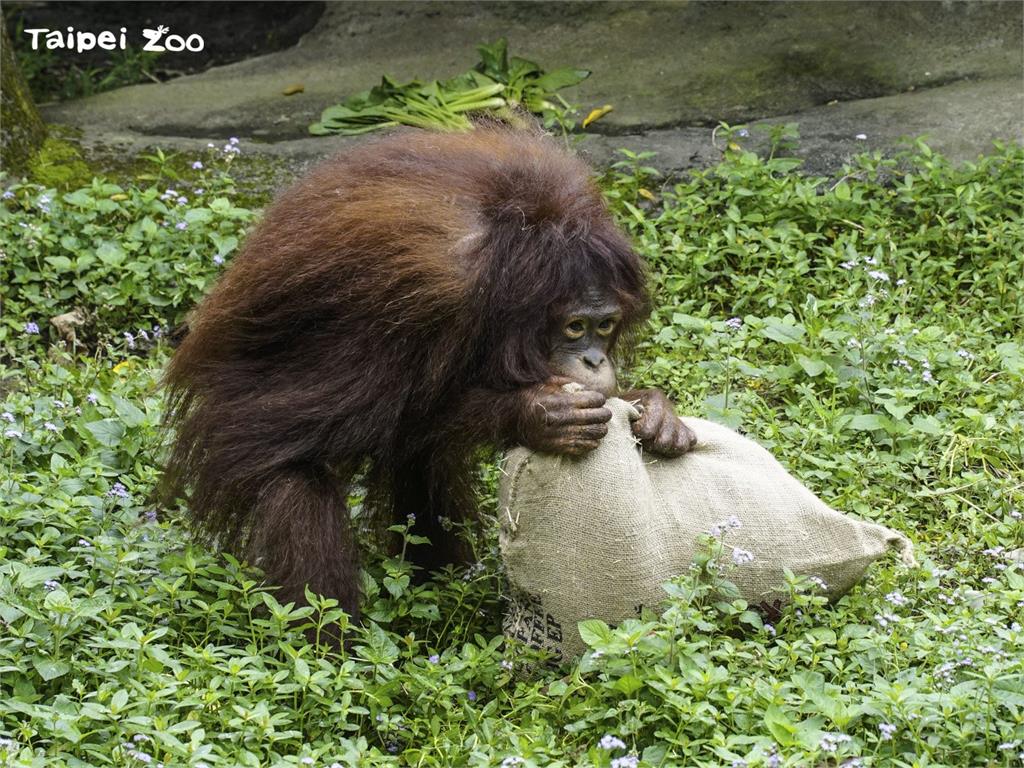 紅毛猩猩「妞莉」。圖／北市動物園提供