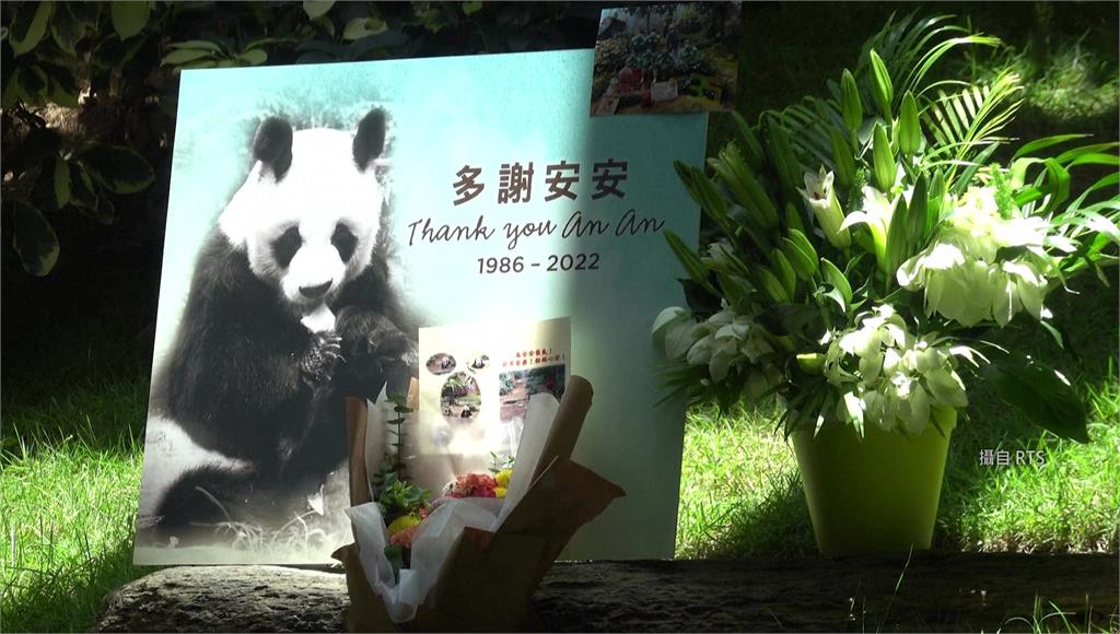 香港海洋大貓熊「安安」因為健康惡化接受安樂死，享年35歲。圖／路透社