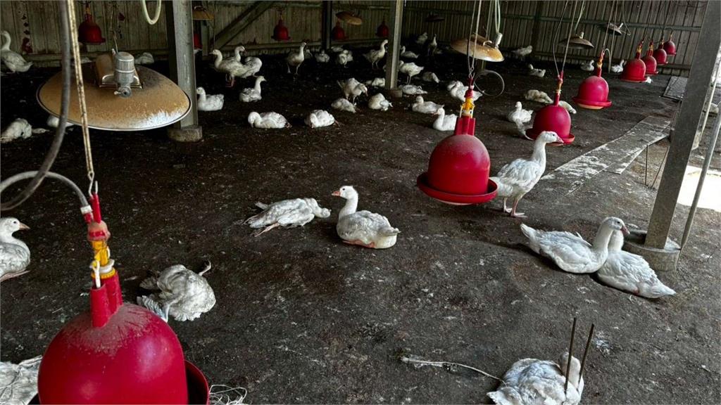 雲林水林某鵝場爆發「H5N1禽流感」 縣府撲殺883隻鵝防止擴散