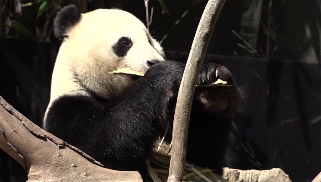 中國貓熊外交再起，加州動物園將迎2貓熊。圖／CNN、美聯社