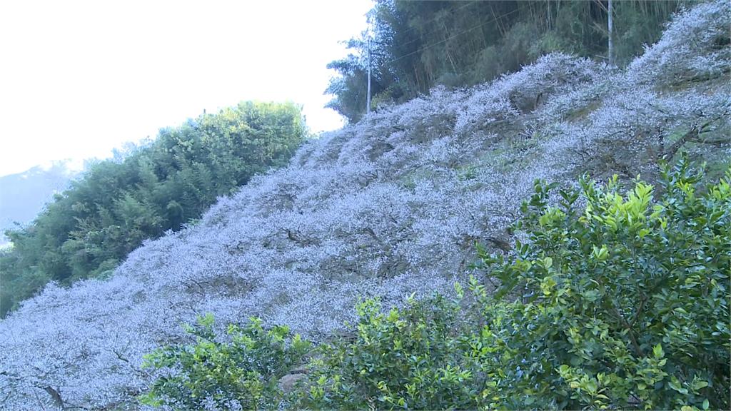 梅花進「最美爆發期」 南投蔡家梅園古厝夯