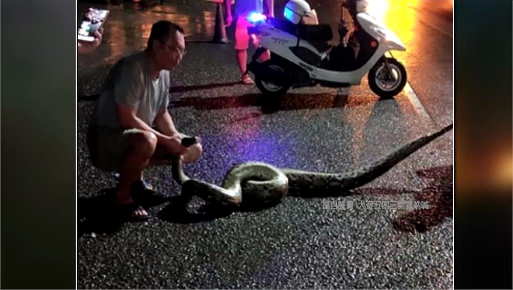 馬路上有蛇！ 騎士輾3米長大蟒蛇慘摔，熱心民眾幫忙抓蛇。（圖：台視新聞）