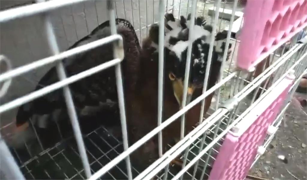 受傷的大冠鷲，只能被關在籠子裡，暫時無法出外自由飛翔。圖：台視新聞