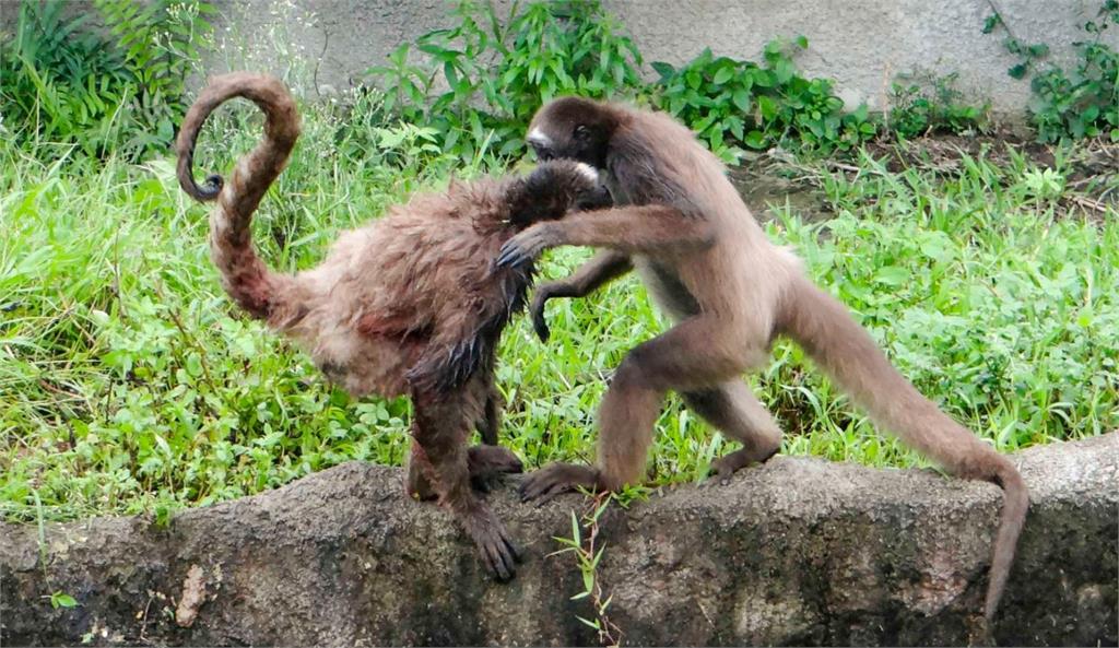打架鬧事是棕蜘蛛猴的日常。圖／台北市立動物園提供