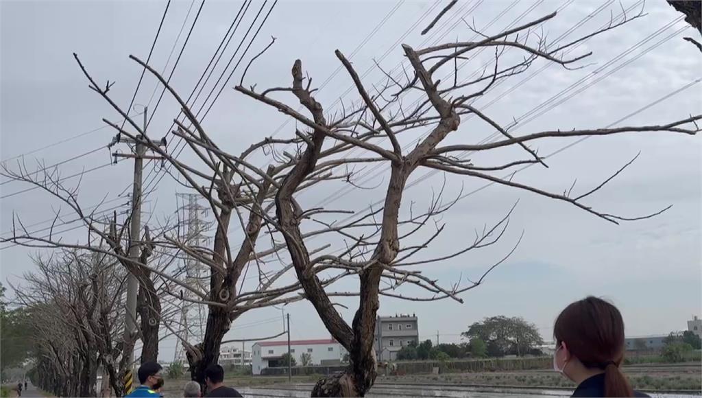 彰化糖鐵綠道樹木遭大規模下毒。圖／台視新聞