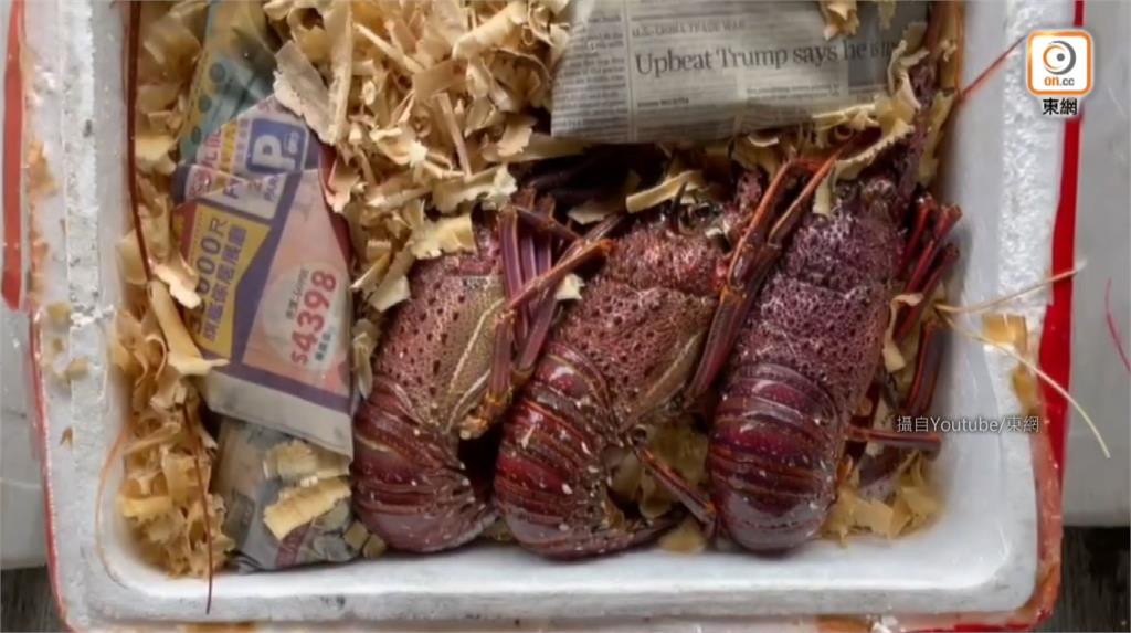 香港政府稱澳洲龍蝦有國安危機。圖／翻攝自YouTube