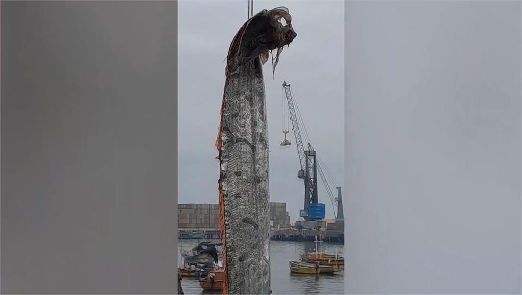 智利漁民捕獲5公尺長「蛇形」怪魚。圖／美聯社
