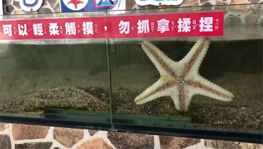 生物變玩具？民眾目睹「不當觸摸」虐待 魚翻肚、掉...