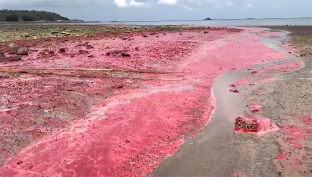 澎湖一年一度「粉紅海」奇景來了！ 珊瑚產卵場面壯觀超吸睛