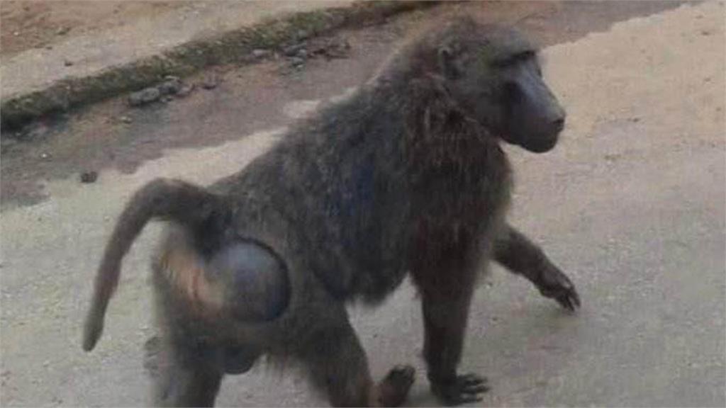 有網友PO文表示，疑似脫逃的狒狒在66快速道路的新屋段底下現蹤。圖／翻攝自我是中壢人臉書