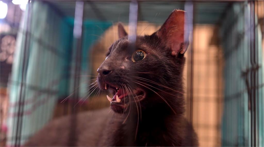 佛州大樓9樓住戶飼養的黑貓，幸運的逃過一劫。圖／翻攝自AP Direct