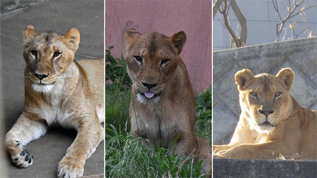 日本太熱了... 多摩動物公園3隻獅子「疑中暑」一週內相繼死亡  