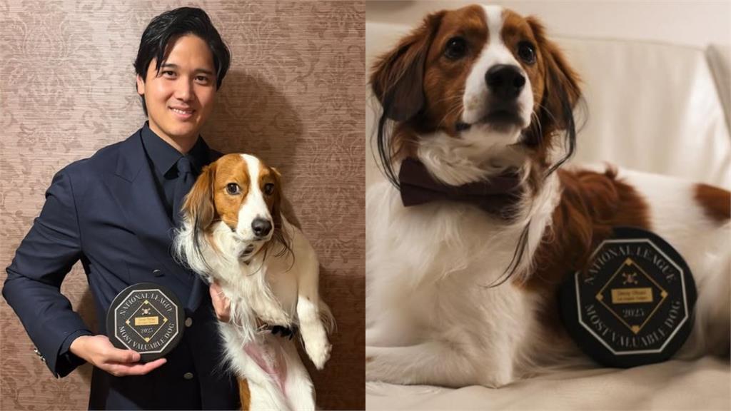 MLB／地表最強狗狗！大谷翔平奪第4座MVP 愛犬抱走「MVD」獎項