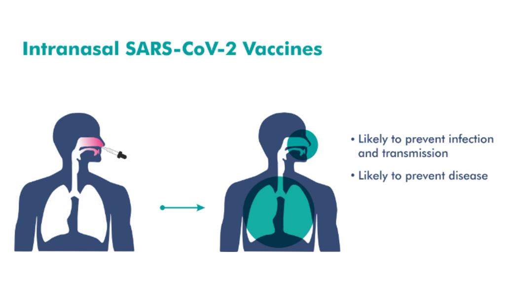 印度「噴鼻式」COVID-19疫苗，獲批准緊急使用。圖／翻攝自bharatbiotech.com