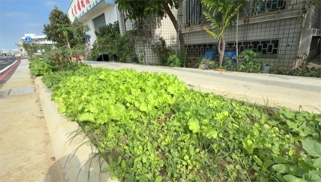 台南人行道綠帶被當成「開心農場」 網笑：這條路看起來很好吃