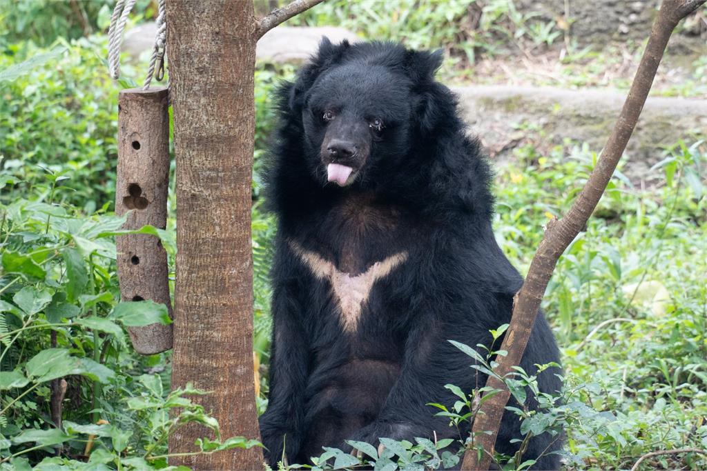 臺北市立動物園熊瑞「小熊」辭世。圖／臺北市立動物園提供