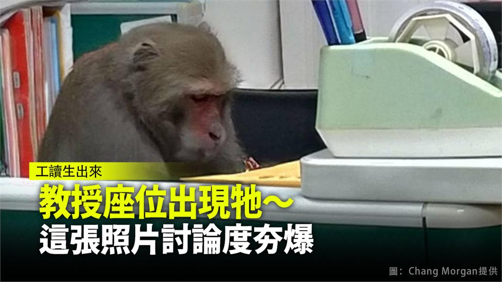 網友分享獼猴坐在辦公室的照片。圖：翻攝自臉書