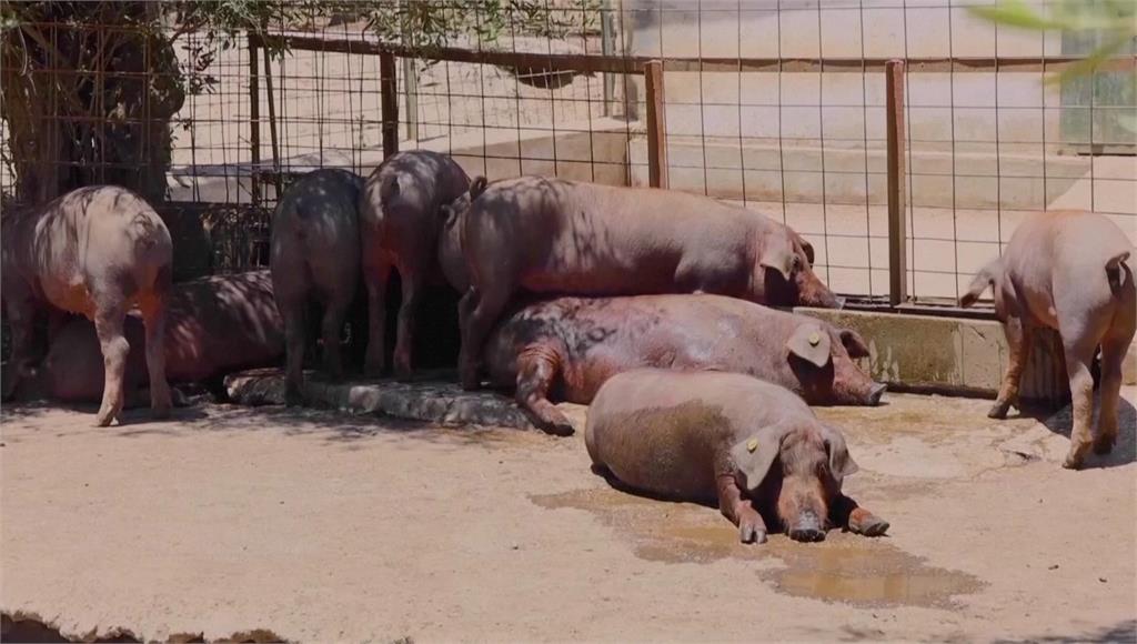 30年來首見！西班牙爆非洲豬瘟病例 暫停對中國出口