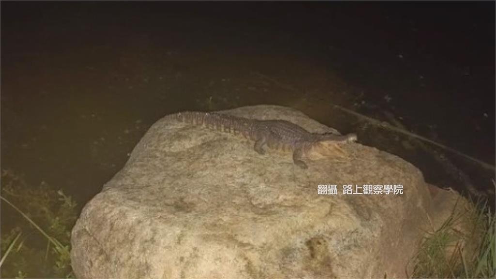 網友在高雄凹子底公園發現鱷魚。圖／翻攝自路上觀察學院臉書社團