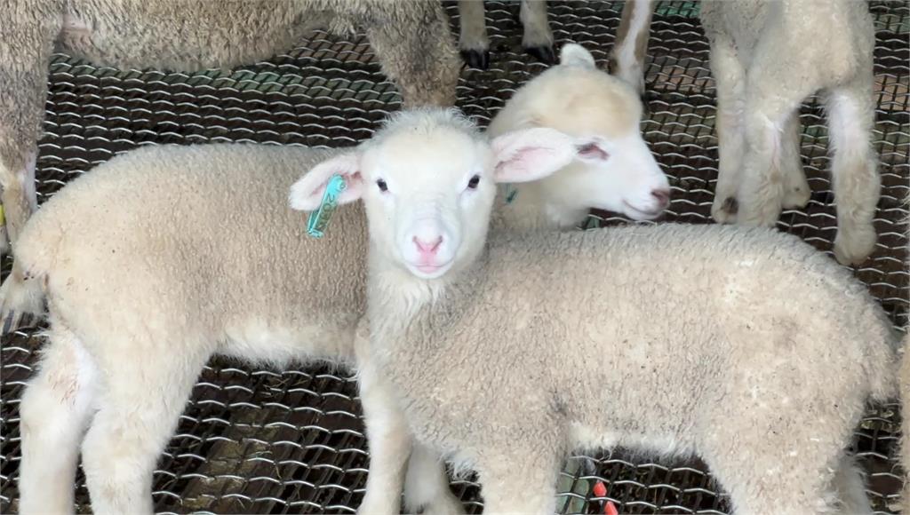 綿羊斷尾兩大原因，避免沾排泄物、方便繁衍。圖／台視新聞