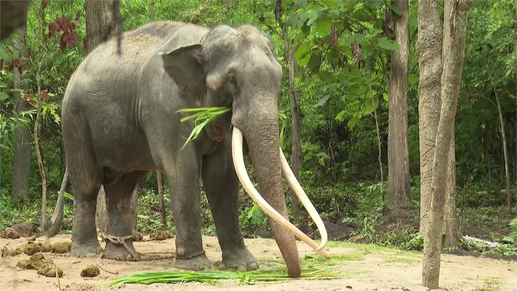 大象在斯里蘭卡是神聖的象徵，2001年泰國政府將拉加送給斯里蘭卡，當作外交禮物。圖／路透社、美聯社