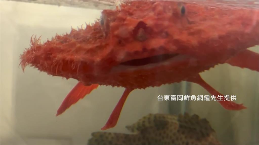 台東漁民抓到「奇特生物」 網熱議「像外星人」