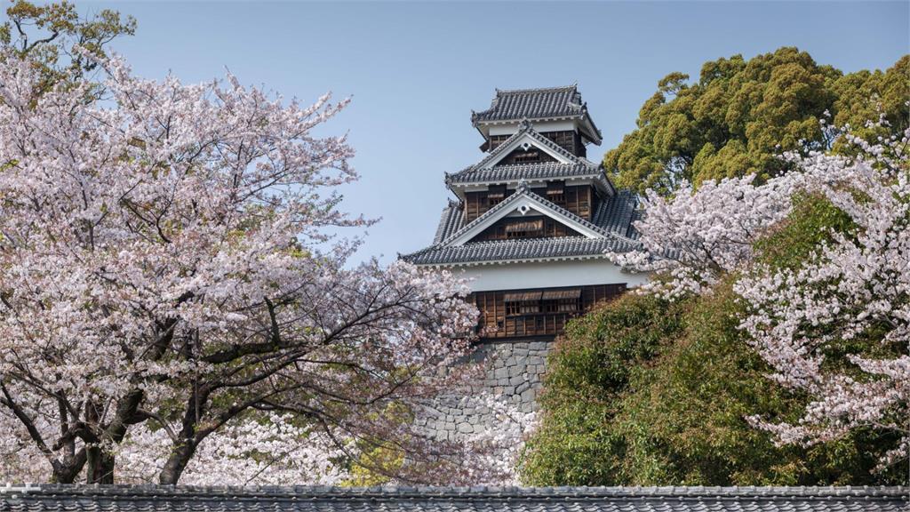 熊本宣布櫻花開了。示意圖／翻攝自熊本旅遊網