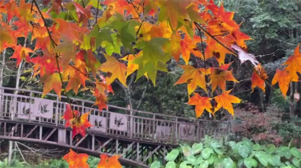 南投仁愛鄉奧萬大的楓葉已經悄悄變色。圖／台視新聞