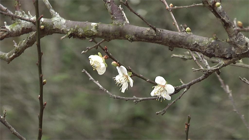 失望！梅山公園梅花仍「含苞」 估下旬盛開