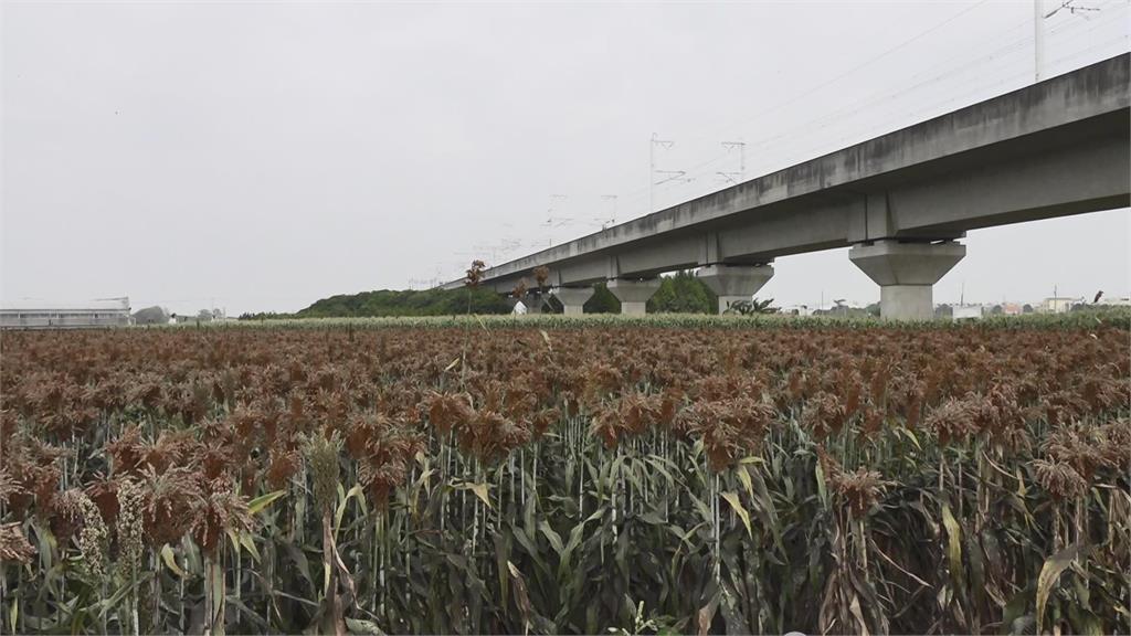 減緩地層下陷！　雲林推種植省水作物「高粱」