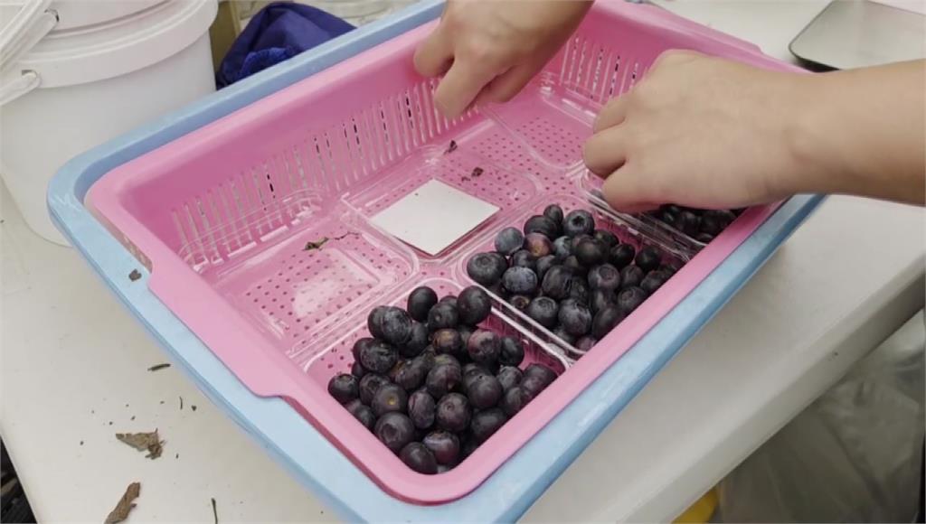 桃園某果園遭詐團冒名賣「粉紅藍莓」 女貼QR code慘損300萬