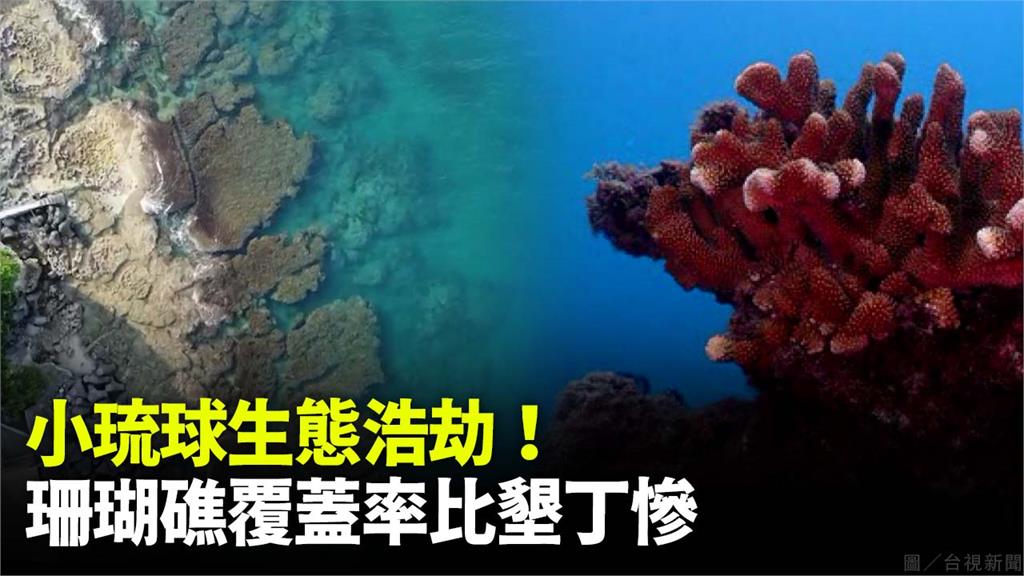 小琉球珊瑚白化。圖／台視新聞