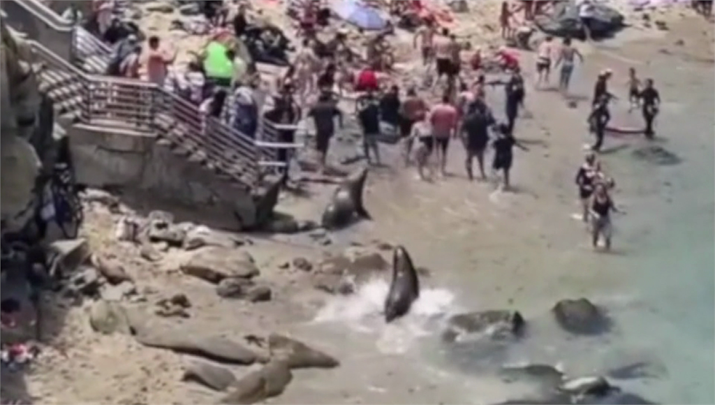 休息中的海獅突然暴衝，遊客嚇得四處奔逃。圖／翻攝自網路