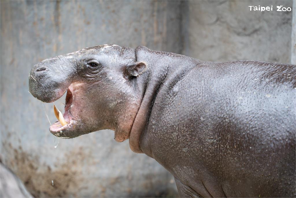 侏儒河馬Thabo今日去世。圖／台北市立動物園提供