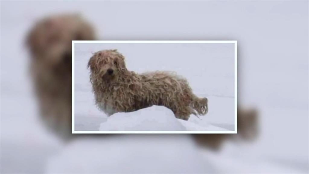 一隻狗狗受困冰封河床長達4天。圖：翻攝自AP Direct