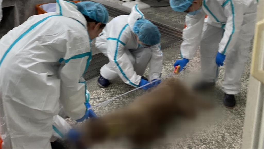 不滿員工跳槽！三度空拍機投毒釀羊駝、梅花鹿亡 農場負責人遭求重刑