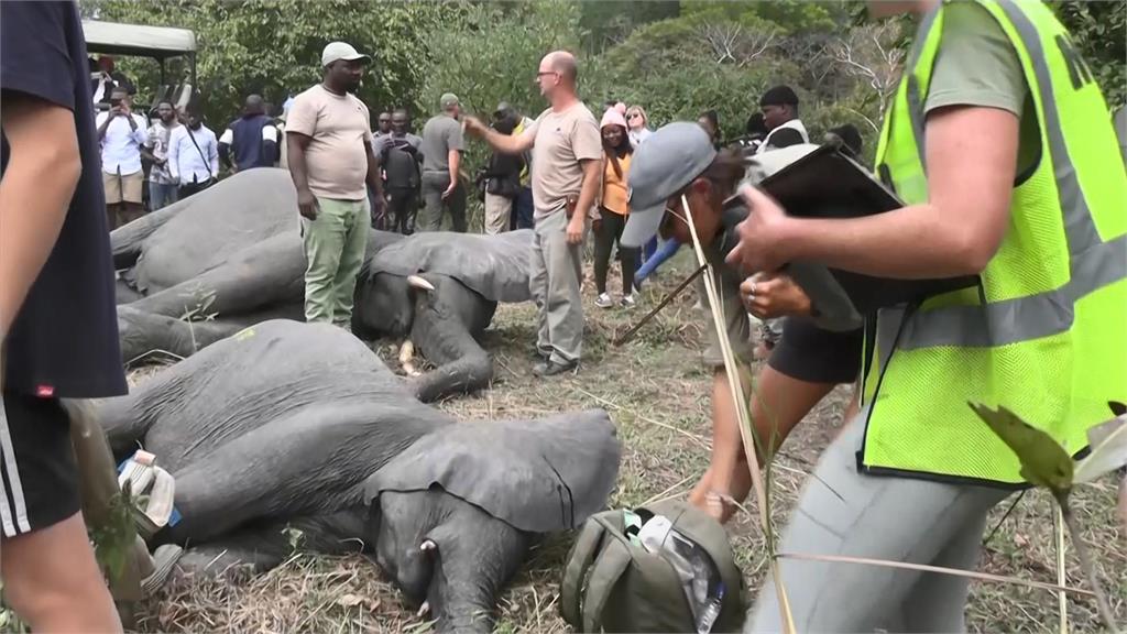 象群數量超過負荷，非洲馬拉威保育團體決定耗資150萬美元，替250頭大象搬家。圖／AP Direct