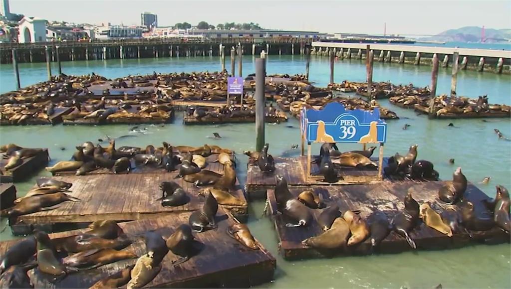 上千隻海獅躺在碼頭慵懶曬太陽，療癒又壯觀。圖／CNN