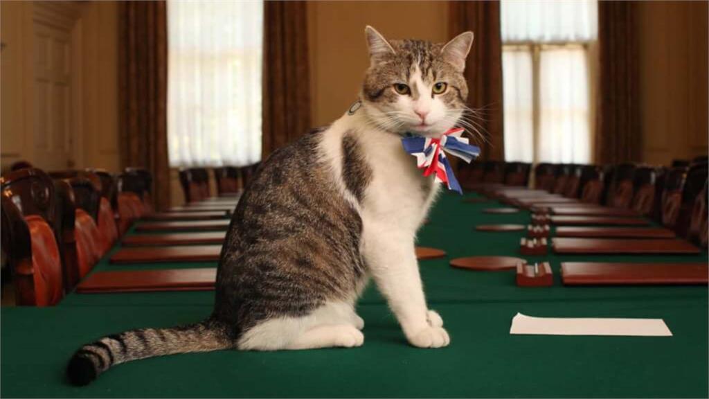 英國首席捕鼠大臣賴瑞「英國第一貓」的地位可能陷入危機。圖／翻攝自英國政府官網