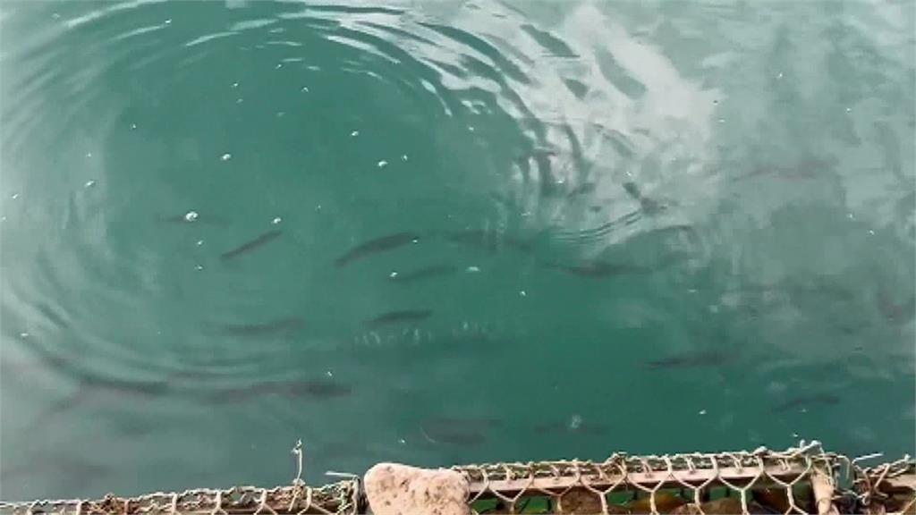 日月潭魚虎大爆發！多到互食噎死 電撈狂飆19倍