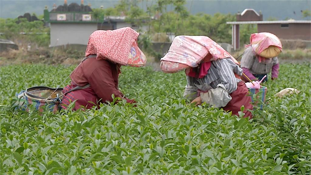 人口老化加上外流嚴重，導致台東縣採茶工人嚴重短缺。圖／台視新聞