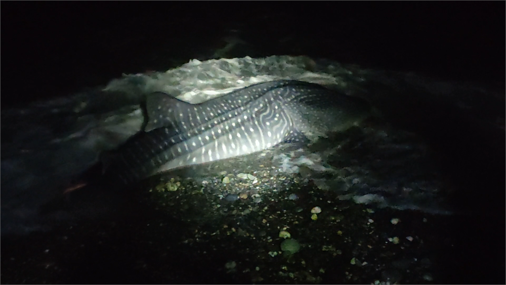 民眾發現一隻四公尺長的大鯨鯊，擱淺在台東知本溪出海口。圖／台視新聞