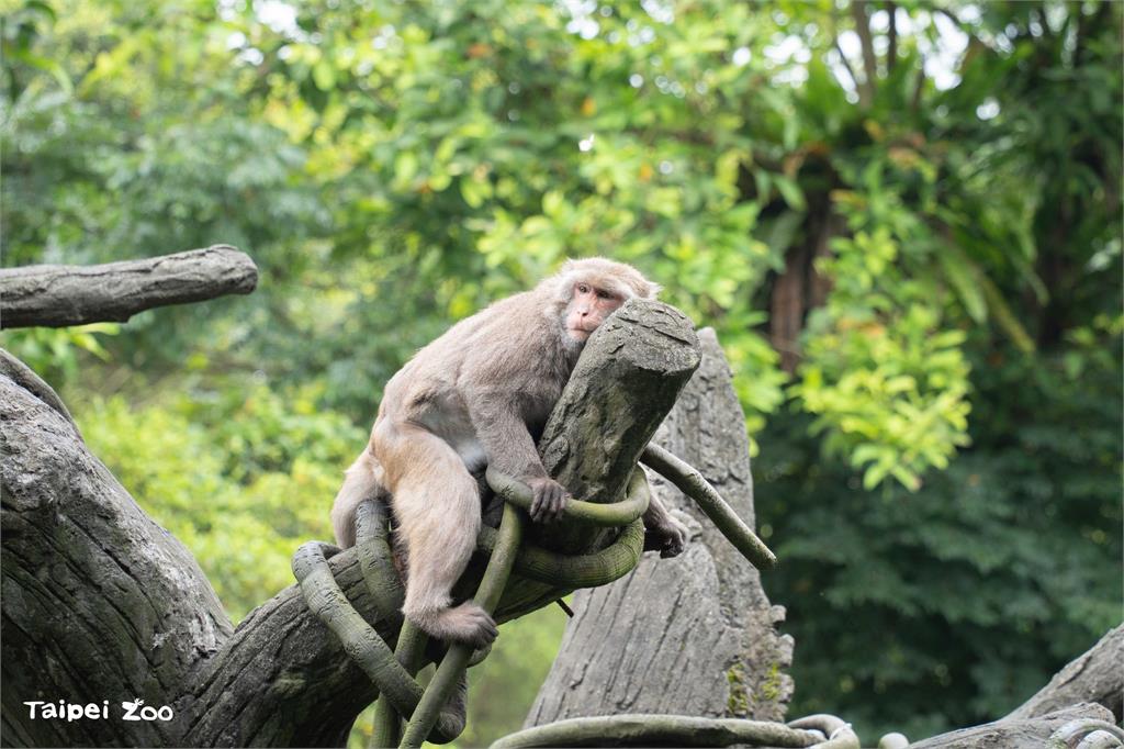 台北市立動物園18日起休園10天。圖／翻攝自FB@Taipei Zoo 臺北市立動物園