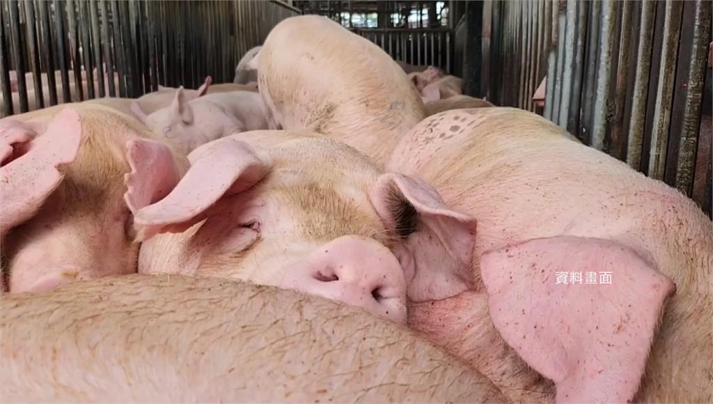 苗栗畜牧場4豬暴斃！豬瘟檢測陰性 真正死因曝光
