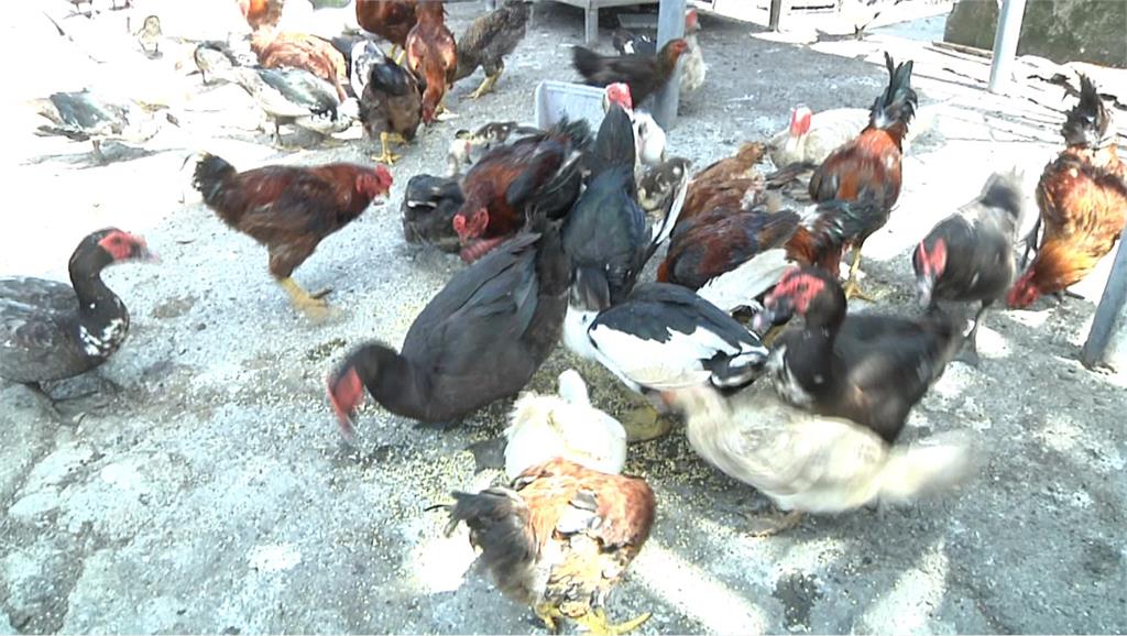 花蓮吉安鄉一間養雞場，雞群聽得懂主人的口令。圖：台視新聞