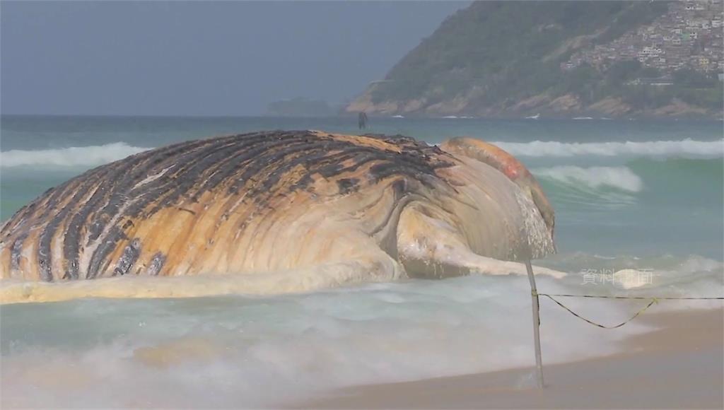 美國加州海灘上個週末又發現死亡的大翅鯨，已經是今年以來第四起。圖／美聯社（資料畫面、非當事畫面）