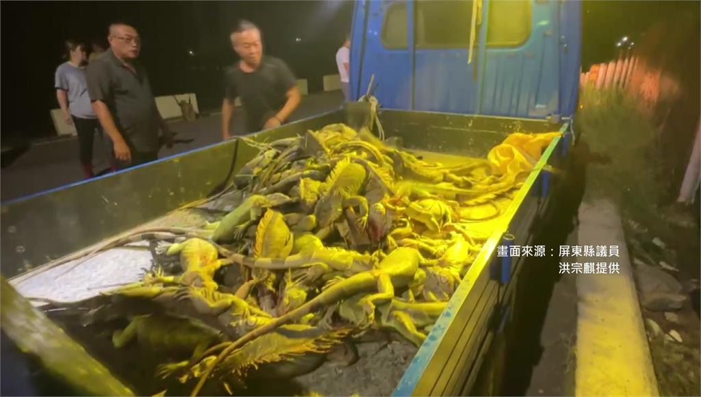 屏東綠鬣蜥氾濫，「獵龍小組」短短1晚上捉了140隻。圖／屏東縣議員洪宗麒提供