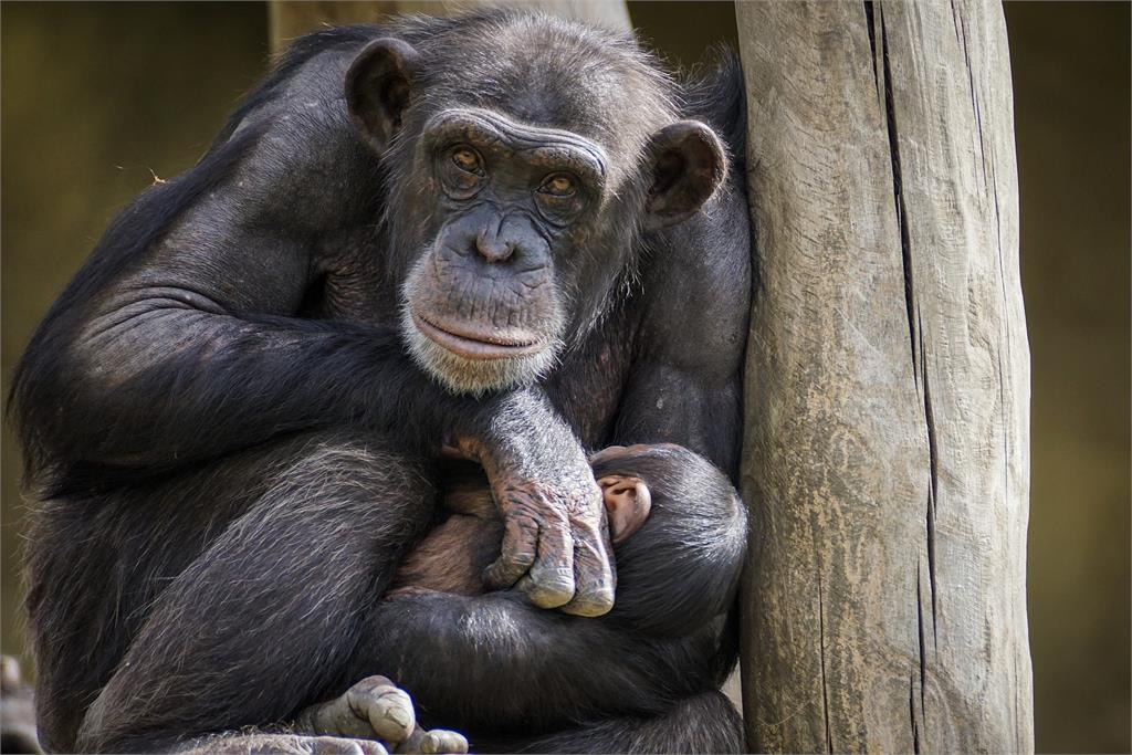非洲有學者觀察到黑猩猩會塗抹昆蟲療傷 。示意圖／翻攝自Pixabay